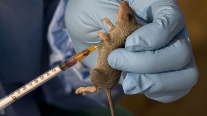 Lassa Fever Death Toll Hits 127 as Ondo, Taraba Record Most Fatalities