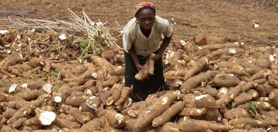 Agric Insurance