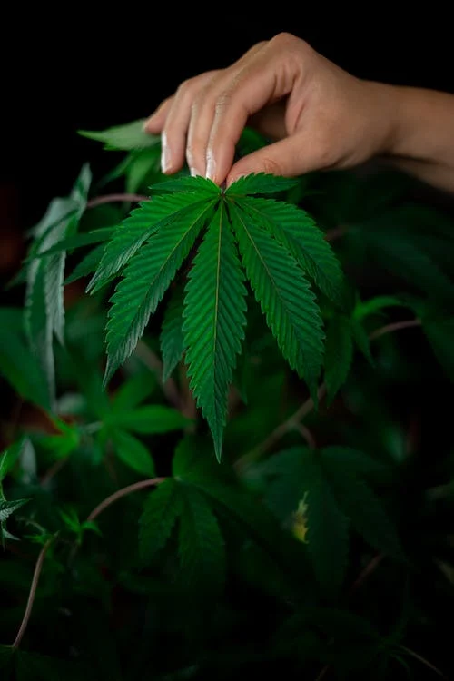 Consume CBD Dabs