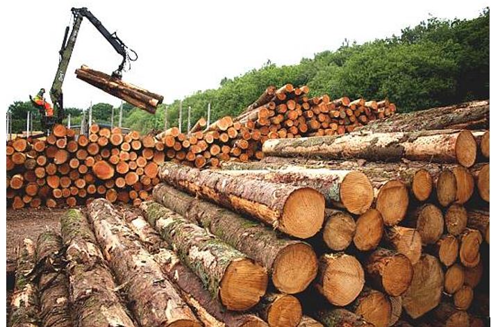 Processed Wood