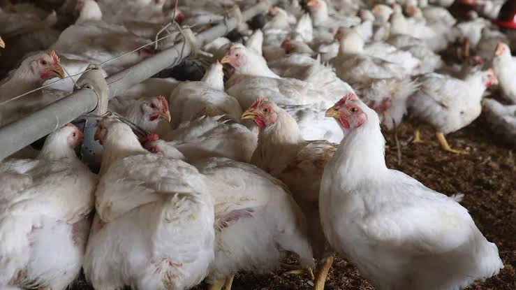 Bird Flu Outbreak Confirmed in Kano