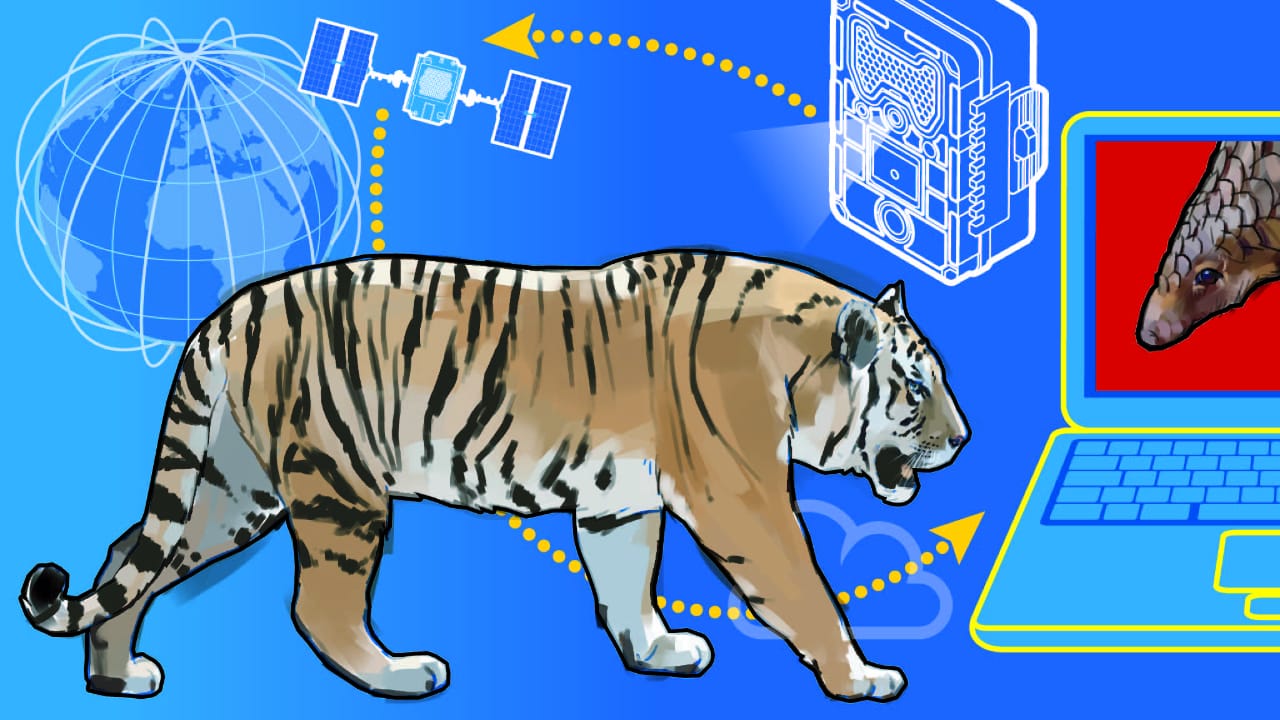 Wildlife Conservation