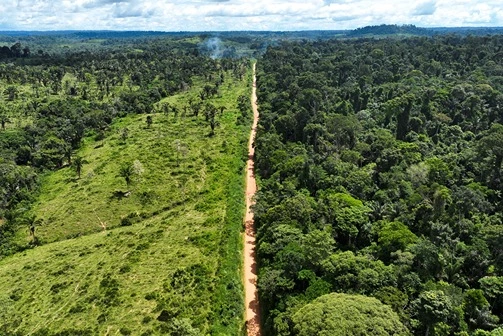 Deforestation Rate of Amazon Rainforest