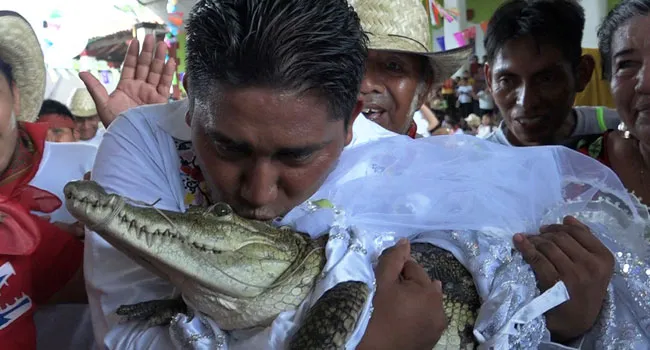 mayor marries crocodile