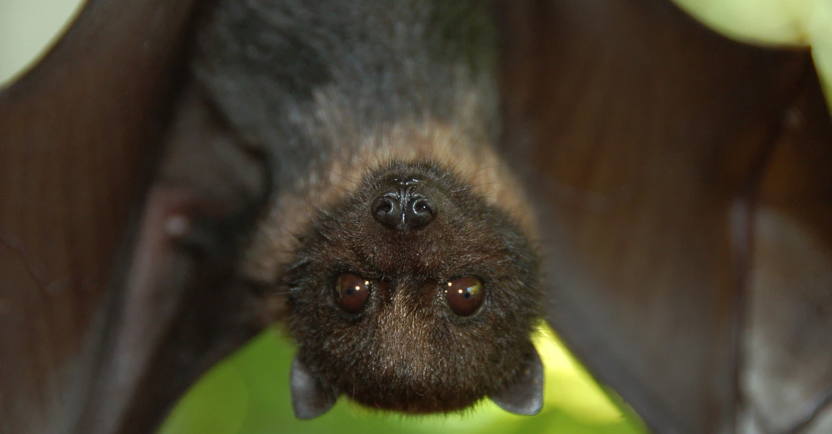 Bats Ghana