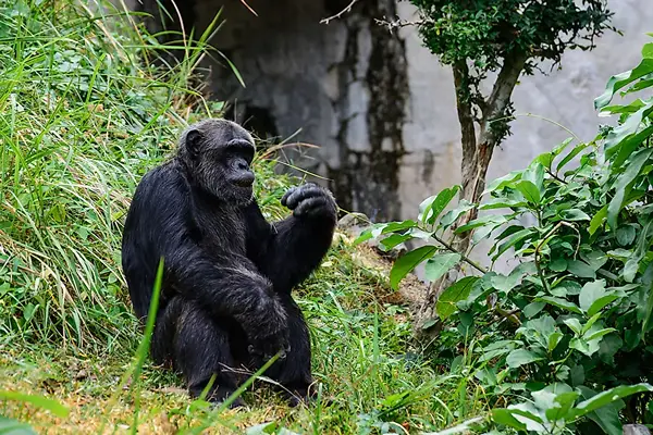 conserving endangered species, Nigeria's endangered species