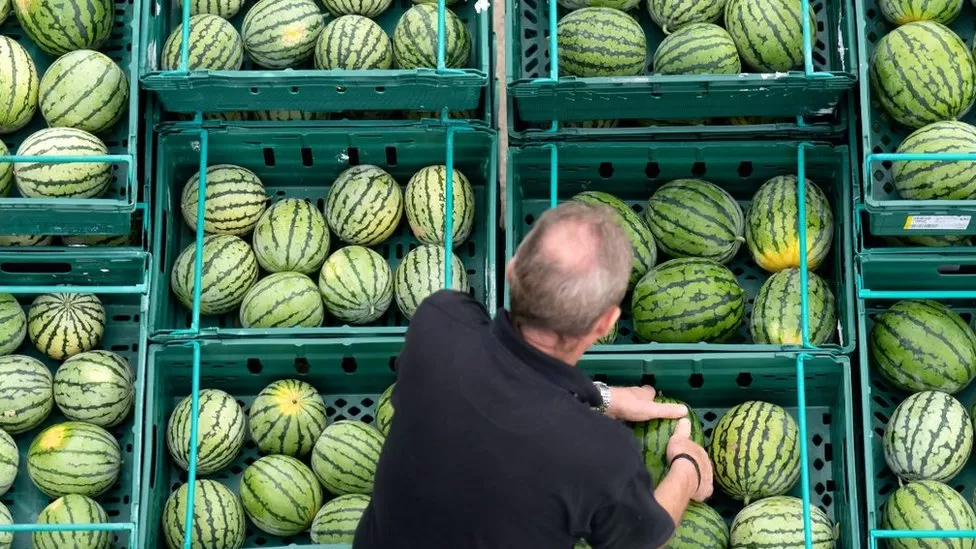 farms, UK farm, watermelons
