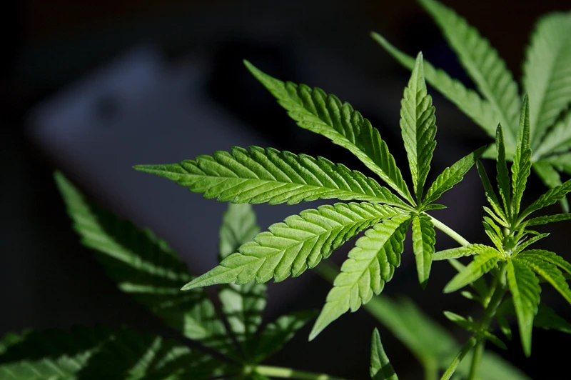 Marijuana, heavy metals