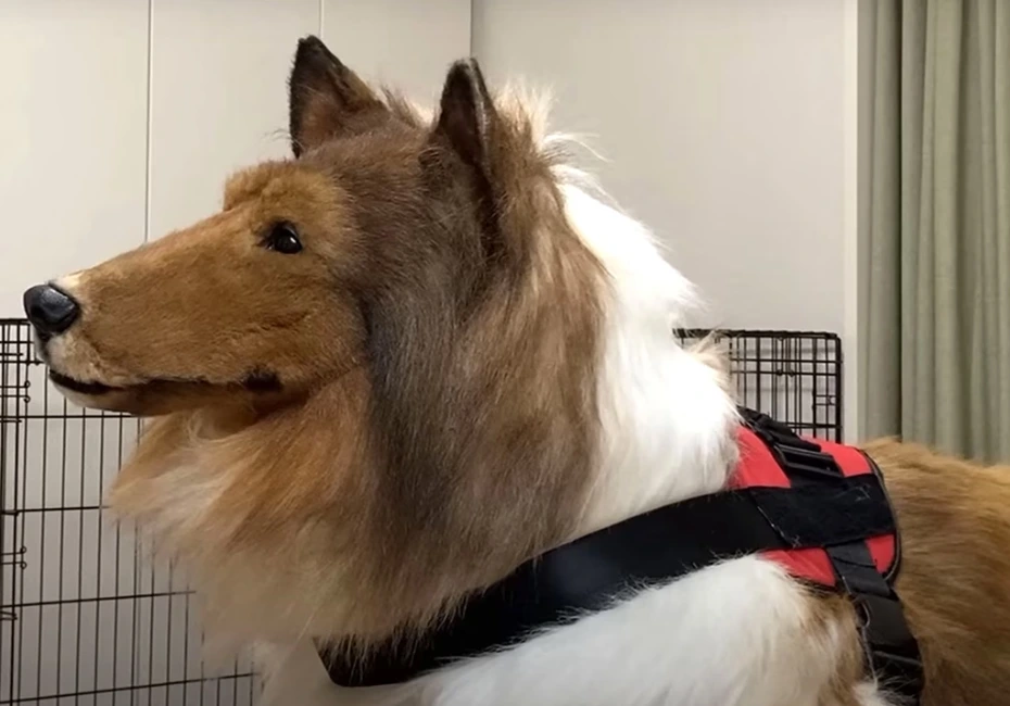 Toco, YouTuber transform to Dog