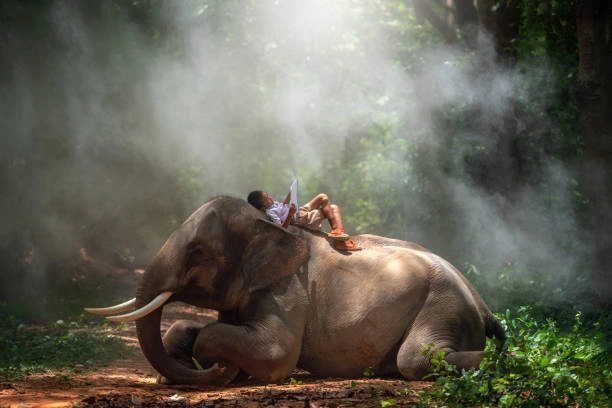 global pandemic, humans and animals, pandemic