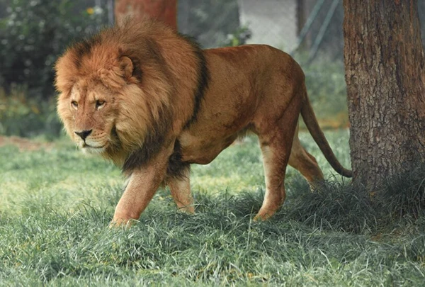 Lions West Africa, Wild Africa Fund