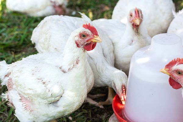 farming, agriculture profit, plants and animal