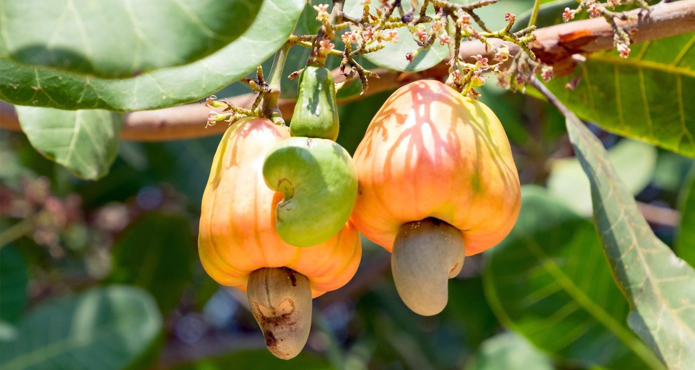 Cashew industry could unlock $10bn annual revenue for Nigeria