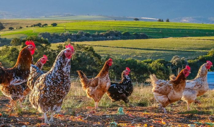 South Africa, Bird Flu, Chickens, Eggs