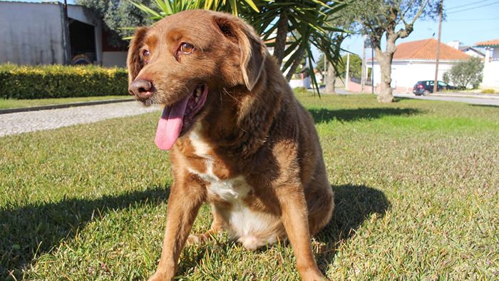 World's oldest dogs, Bobi