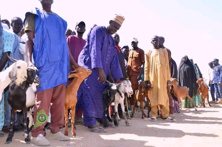 Gov. Zulum allocates 5,000 livestock to Internally Displaced Persons (IDPs) In Borno