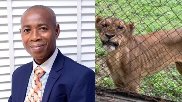 OAU Lion Euthanized