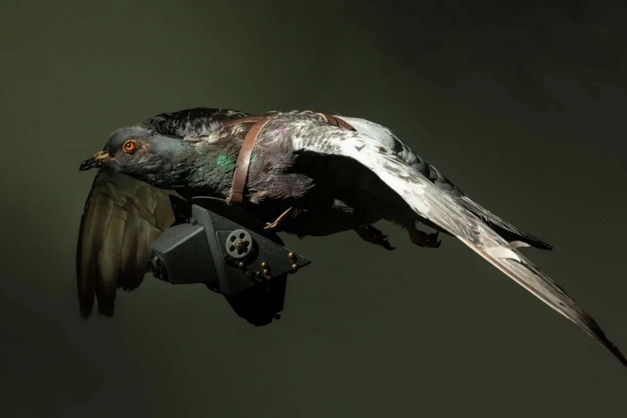 Feathery Infiltrators: Pigeon Spy