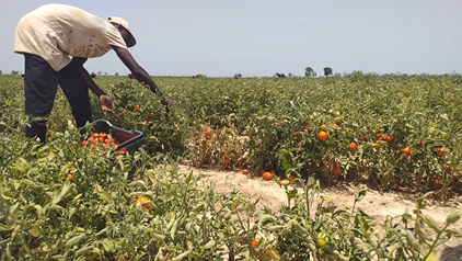 Food manufacturers invest N23.8 billion in Nigeria to lower import costs