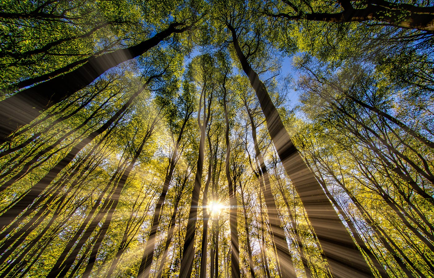 Sunlight Will Reappear And Revitalize