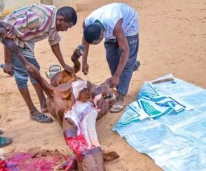 Yobe State adopts spiritual strategy to combat electricity tower vandals