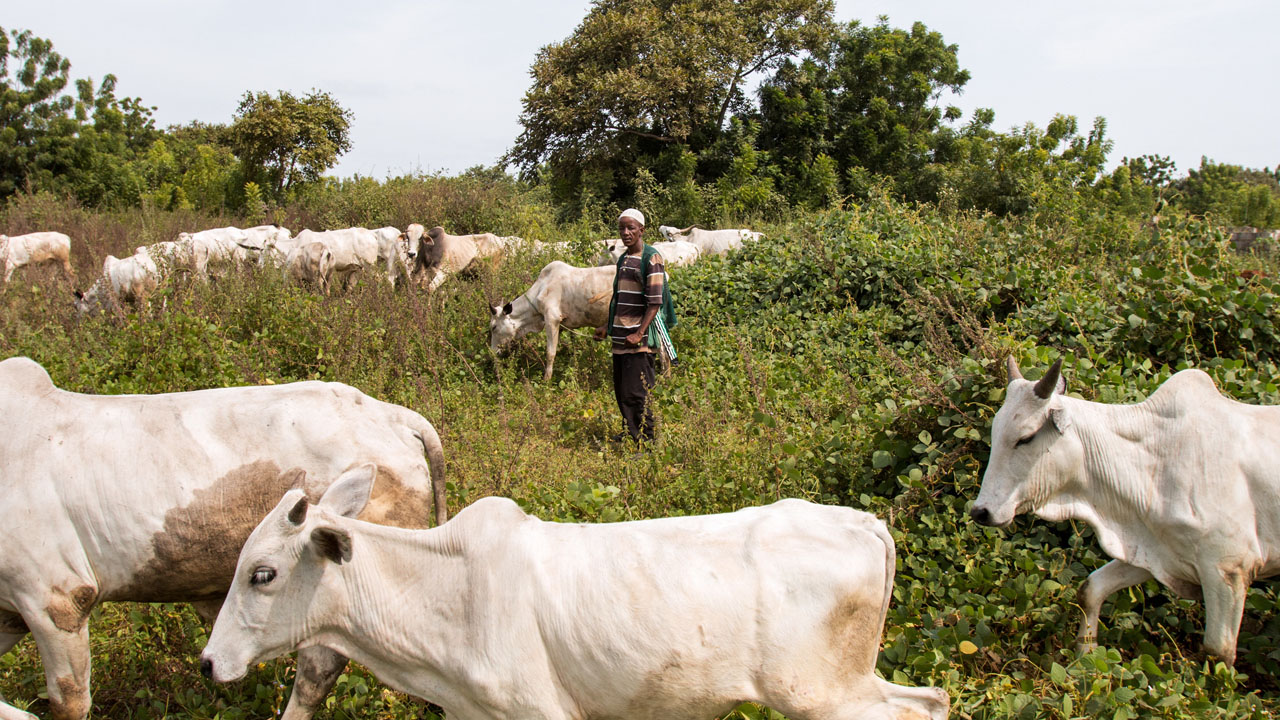 It Is Denigrating For Cows To Be Compared To  Nigerians InThe Guise Of Carrying Out Legislative Duties