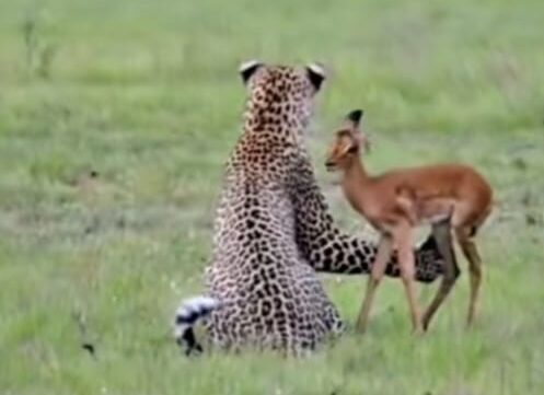 The Leopard And The Calf Antelope.