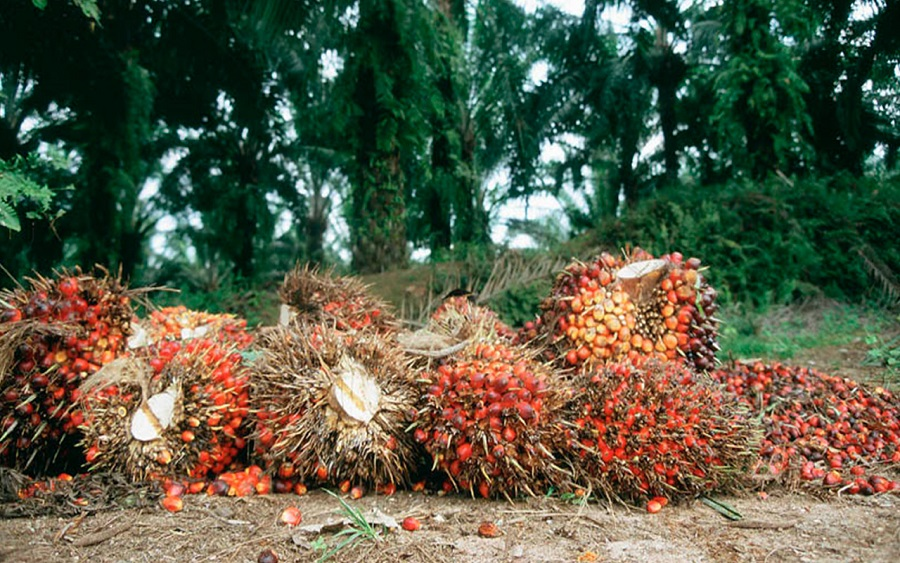 Okomu Oil Reports Pre-tax Profit of N6.24 Billion in Q2 of 2024, Falling Short of Forecasts
