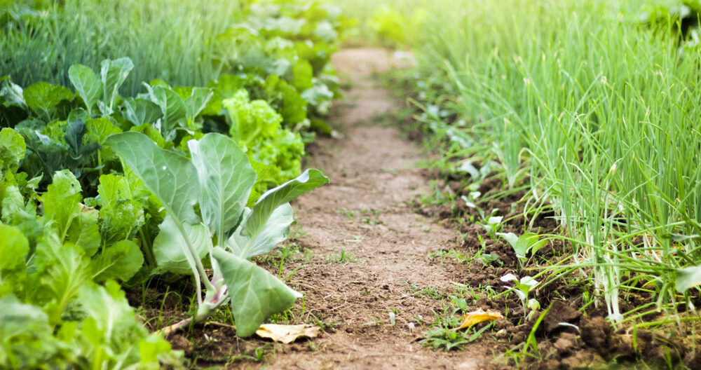 The Importance of School Farms