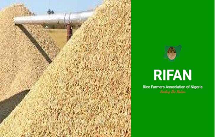 Kebbi State Rice Farmers Association to Cultivate 200 Hectares of Rice in Ka’oje