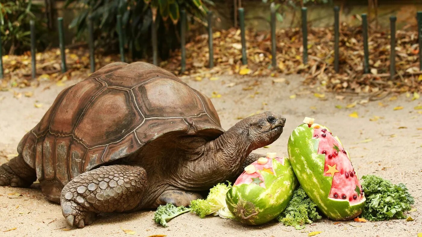 Nigeria's Tortoise Syndrome: How Politicians Corner Palliatives Meant for All