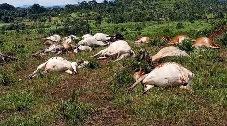 Hemorrhagic Disease Outbreak Claims Over 1,000 Cows in Taraba State, Authorities Seek Intervention