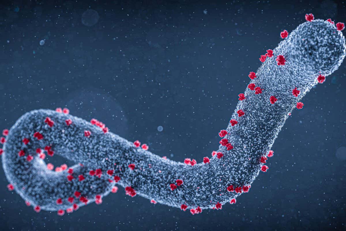 Rwanda Confirms Marburg Virus Cases, Increases Health Measures