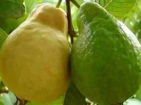 The Ripened Moment: Embracing Patience And Letting Go Of Envy