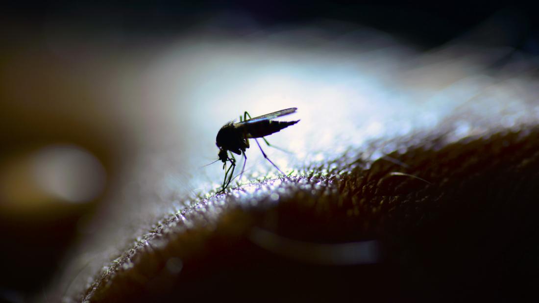 From Mosquito Bites to Mass Deaths: The Unfolding Tragedy of Yellow Fever in Nigeria