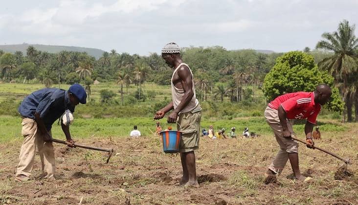 Influx of Farmers Drives Up Cost of Irrigation Land in Taraba State
