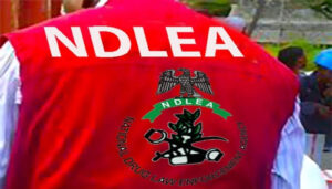 NDLEA Busts Drug Ring, Arrests Suspect in Kano 