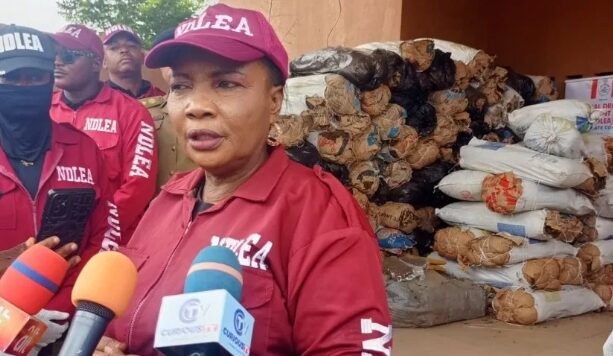 NDLEA Seizes Over 2.3 Tonnes of Cannabis Worth Billions in Kwara
