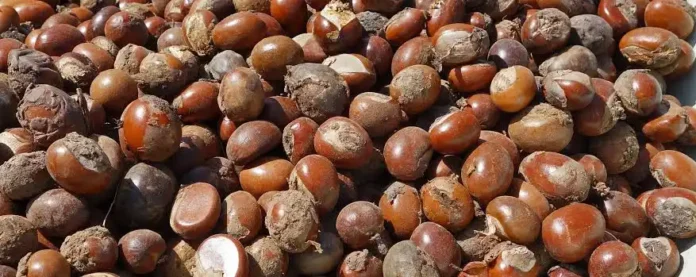 Nigeria Bans Raw Shea Export for 6 Months, Targets $300m Revenue Boost