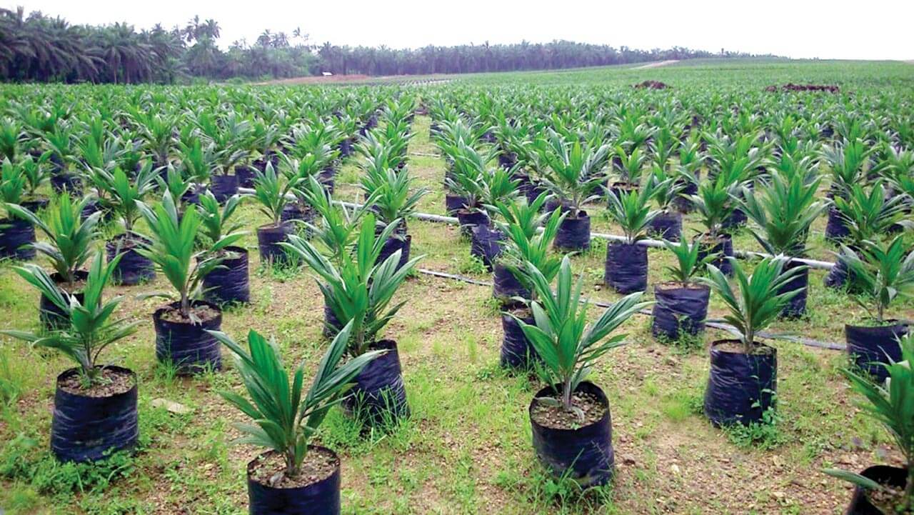 JTF Launches Tree Planting to Fight Climate Change in Plateau