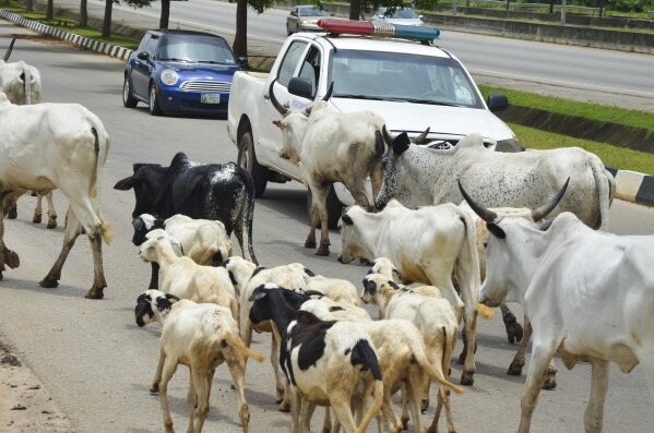 Tinubu Begs Herdsmen To Stop Open Grazing in Abuja City Centre