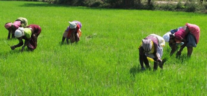 Greenus Capital Raises $23 Million to Boost Agribusiness Expansion