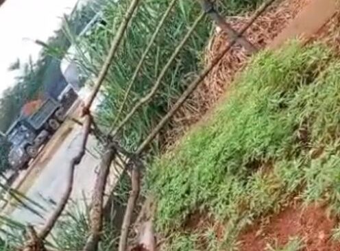 Marijuana farmer disguising as ‘mad man’ nabbed in Anambra, weed plantation uncovered (Video)