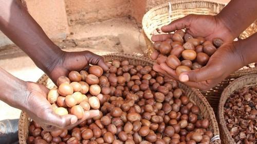Nigeria’s Shea Nut Market Surges as Export Ban Boosts Local Processing and Prices