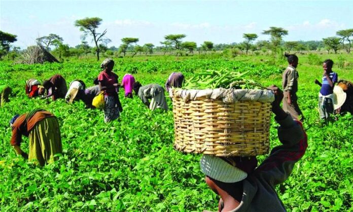 FG and Borno Begin Nationwide Dry Season Farming Drive for 2025