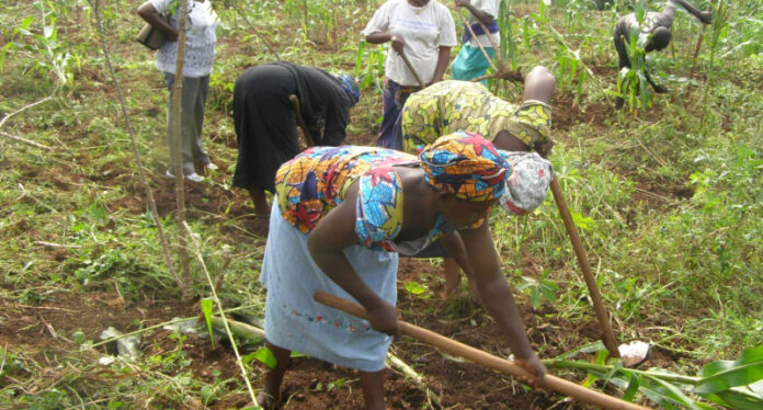 Ogun State Unveils New Agribusiness Forum to Boost Investment and Drive Sector Growth