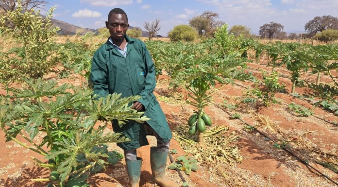Africa Squeezed between Import Substitution and Dependency Syndrome