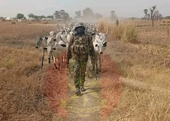 Troops Repel Bandits, Recover 529 Rustled Animals in Katsina Confrontation