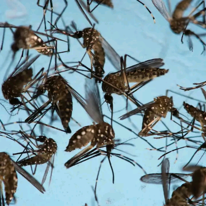 Google Seeks Approval to Release 32 Million Mosquitoes Across Florida, California