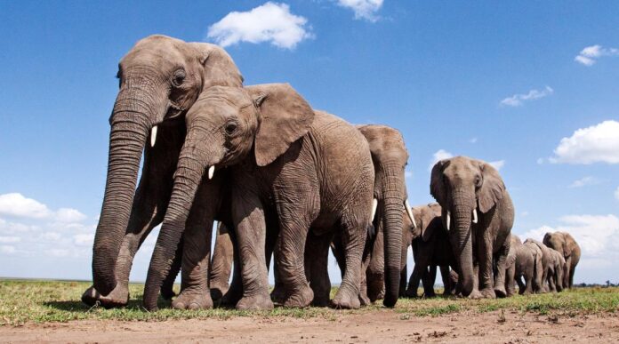 Things You Never Knew About the Elephant